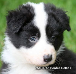 black and white MALE border collie puppy
